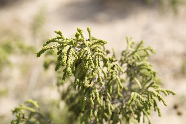 阿利坎特省的野生植物. — 图库照片