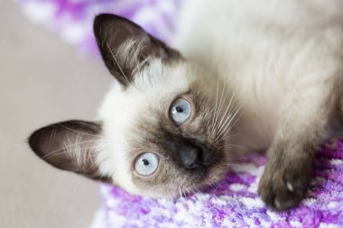 Yüz siames kedi uyarı 