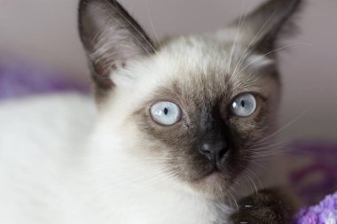 Yüz siames kedi uyarı 