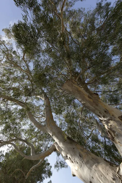 Große Bäume von unten fotografiert. — Stockfoto
