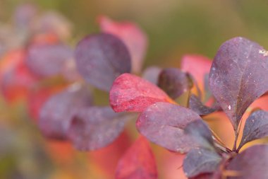 Yabani armut meyve renkli sonbahar yaprakları kırmızı renkli