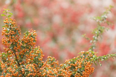 Çalı pyracanthus sarı meyveler