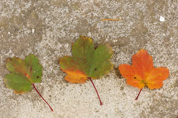 Цветные листья осенью — стоковое фото