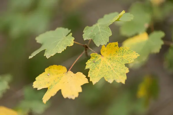 Foglie variopinte su un autunno — Foto Stock