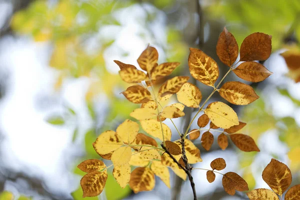 Bunte Blätter an einem Herbst — Stockfoto