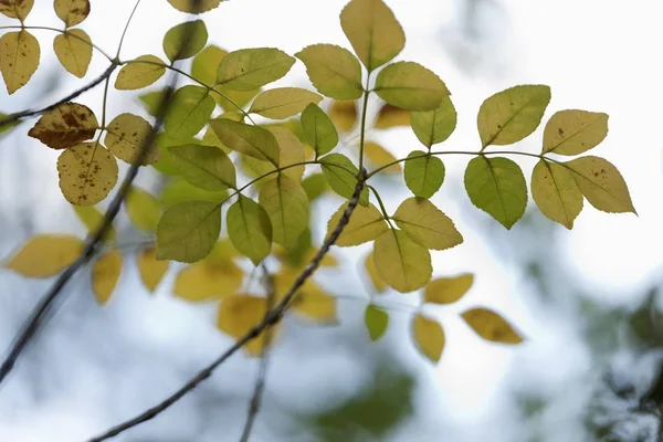 Bunte Blätter an einem Herbst — Stockfoto