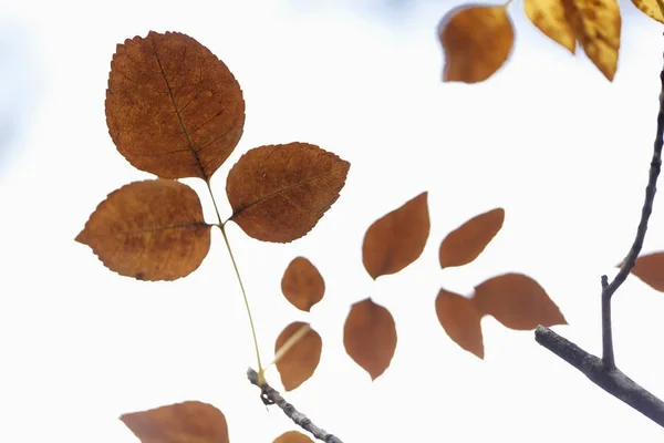 Bunte Blätter an einem Herbst — Stockfoto