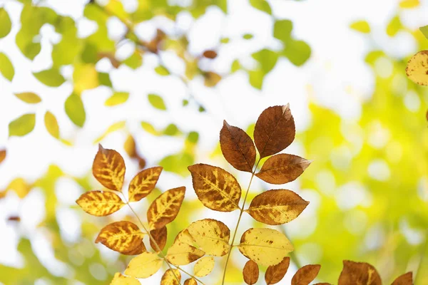 Bunte Blätter an einem Herbst — Stockfoto