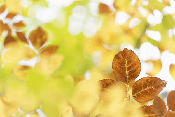 Bunte Blätter an einem Herbst — Stockfoto