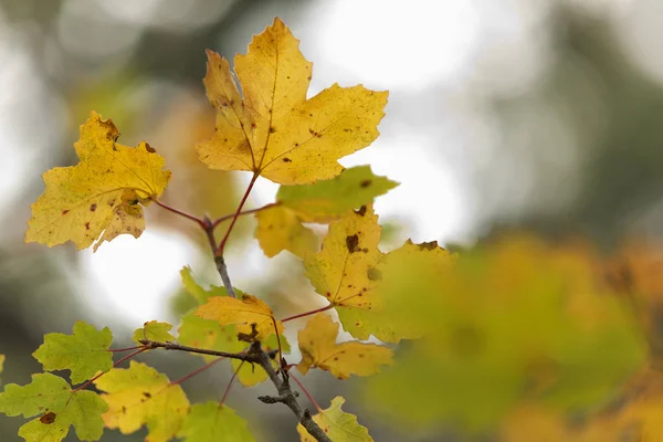 Bunte Blätter an einem Herbst — Stockfoto