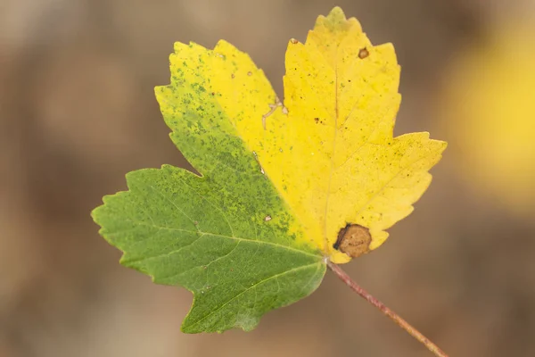 Πολύχρωμα φύλλα ένα Φθινοπωρινό — Φωτογραφία Αρχείου