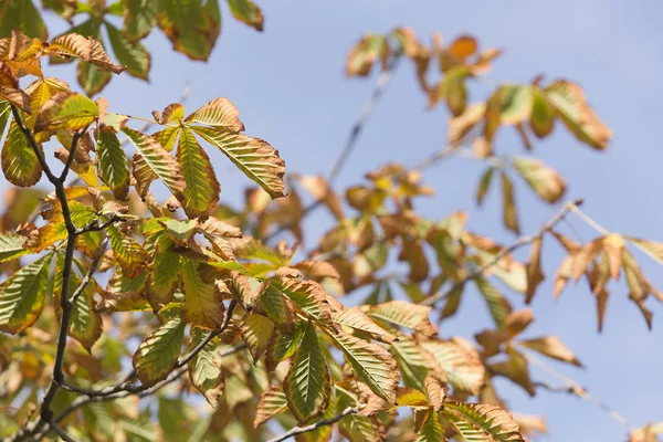 Las hojas coloridas en el otoño —  Fotos de Stock