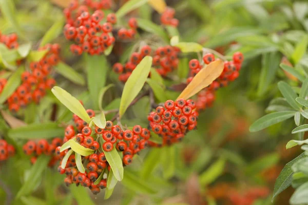 Sorbus a a alnemzetségébe tartozó Sorbus — Stock Fotó