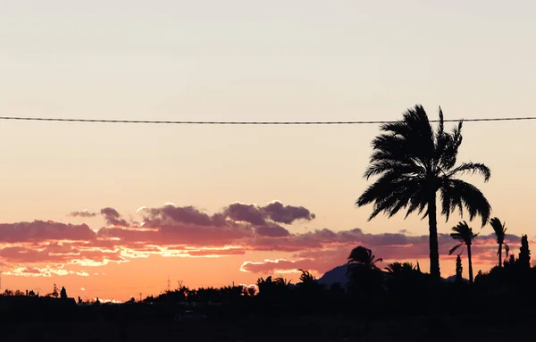 Pôr do sol em Elche com palmeiras em primeiro plano . — Fotografia de Stock