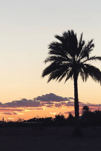 Pôr do sol em Elche com palmeiras em primeiro plano . — Fotografia de Stock