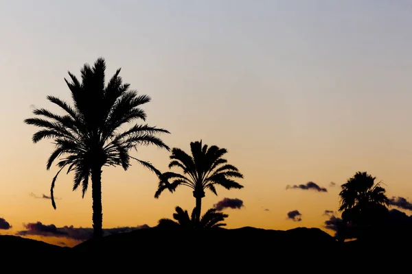 Pôr do sol em Elche com palmeiras em primeiro plano . — Fotografia de Stock