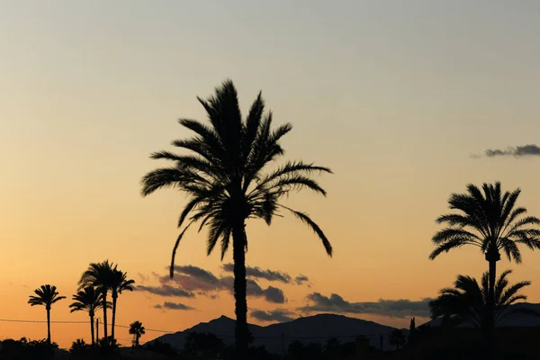 Pôr do sol em Elche com palmeiras em primeiro plano . — Fotografia de Stock