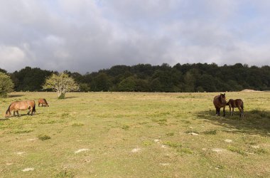 Yaz aylarında Navarra otlatma atlar. 