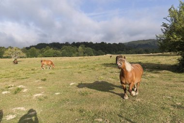 Yaz aylarında Navarra otlatma atlar. 