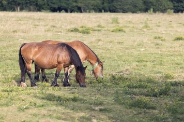 Yaz aylarında Navarra otlatma atlar. 