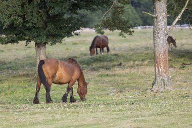 Yaz aylarında Navarra otlatma atlar. 