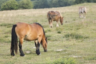 Yaz aylarında Navarra otlatma atlar. 