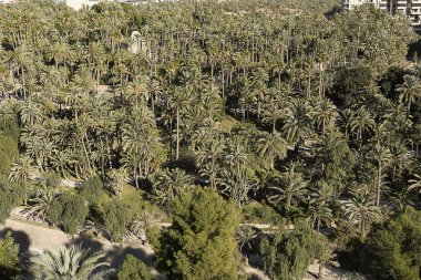 Palm grove elche İspanya.