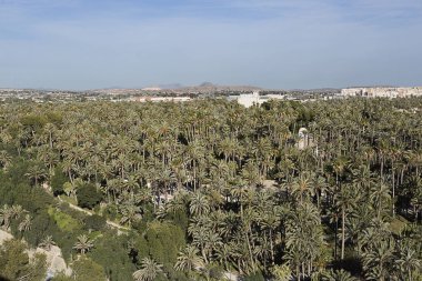 Palm grove elche İspanya.