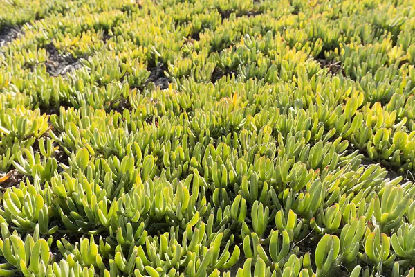 Vegetation background in the Marina in the municipality of Elche — Stock Photo, Image