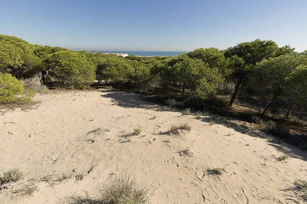 Elche belediyesinde Marina kum tepelerine. — Stok fotoğraf