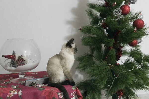 Siamese cat next to a Christmas tree. — Stock Photo, Image