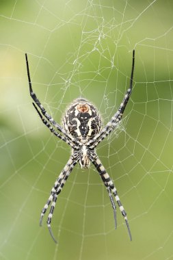Örümcek türleri Argiope aurantia.