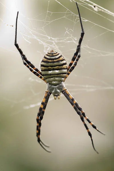 Spindel släktet Argiope aurantia. — Stockfoto
