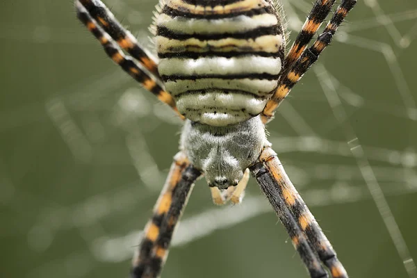 Spindel släktet Argiope aurantia. — Stockfoto