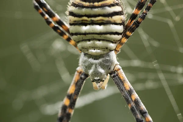 Вид павуків Argiope aurantia . — стокове фото