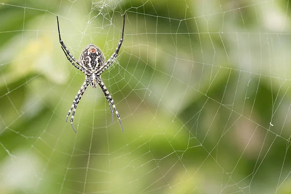 Spindel släktet Argiope aurantia. — Stockfoto