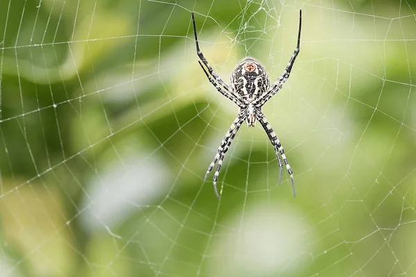 Вид павуків Argiope aurantia . — стокове фото