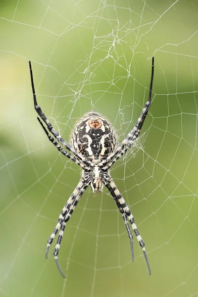 A espécie de aranha Argiope aurantia . — Fotografia de Stock