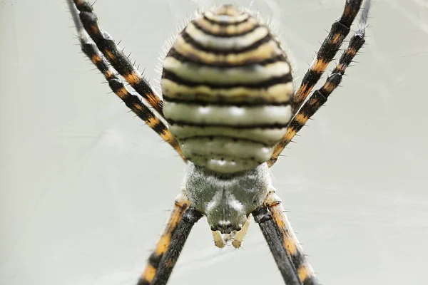 A espécie de aranha Argiope aurantia . — Fotografia de Stock