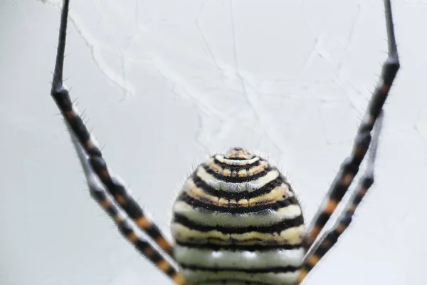 Spindel släktet Argiope aurantia. — Stockfoto