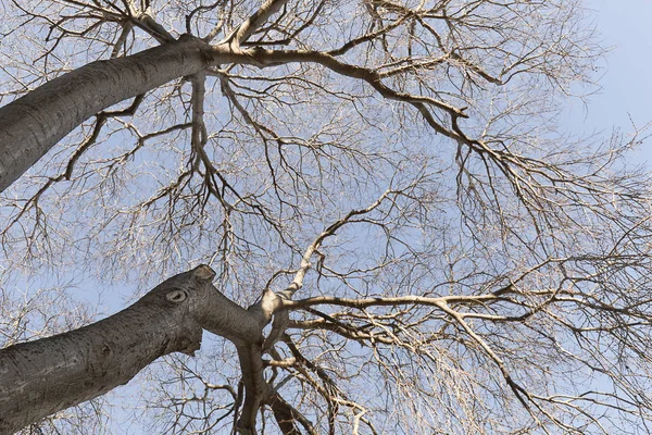 Bäume Winter Altea Provinz Alicante Spanien — Stockfoto