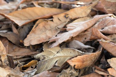 Bir kış günü yerde kuru yapraklar. 