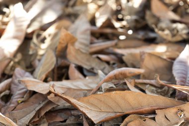Bir kış günü yerde kuru yapraklar. 