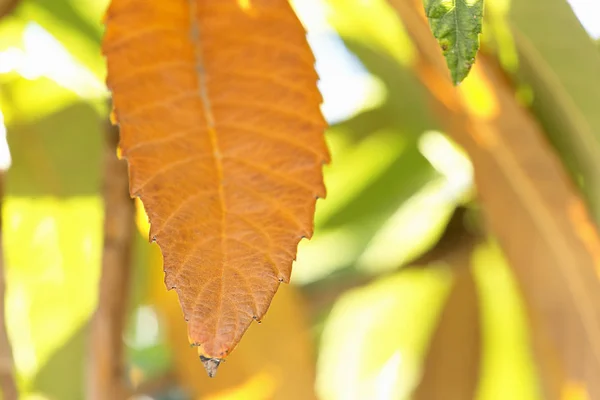 Το Medlar φεύγει το χειμώνα κατά τη διάρκεια μιας θολης μέρας. — Φωτογραφία Αρχείου