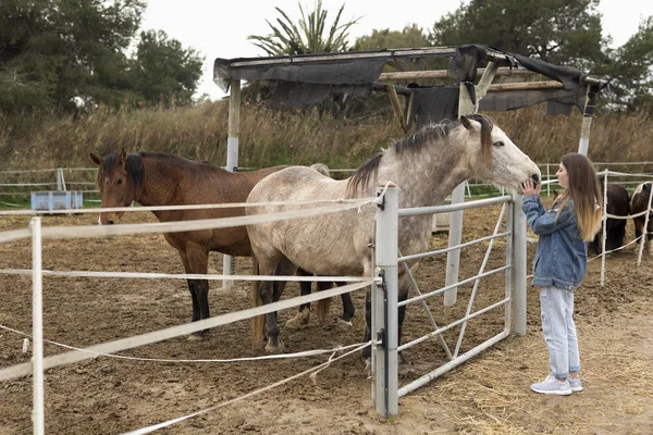 Девочка-подросток трогает лошадь в конюшне . — стоковое фото