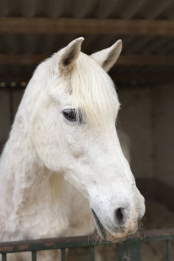 Bir at Benidorm içinde a sığınak içinde yüz.