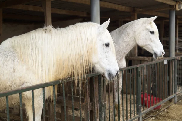 Dois cavalos em um abrigo em Rojales . — Fotografia de Stock