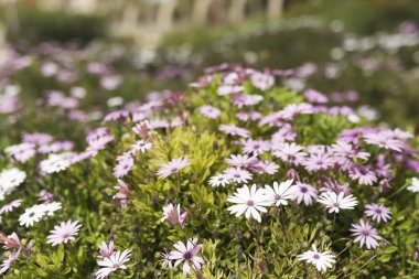 Calenduleae kabilesine ait bir cins Çiçek grup Osteospermum olduğunu.