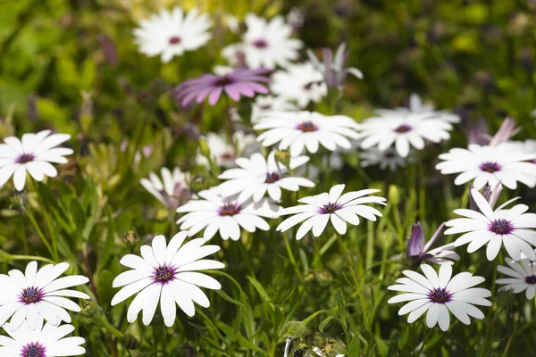 Osteospermum é um género botânico pertencente à família Calenduleae. . — Fotografia de Stock