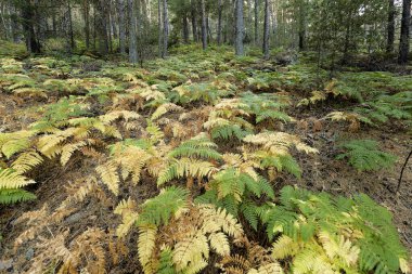 Sierra de Guadarrama 'da manzara.